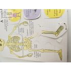 Kukucskálj bele! - Milyen a tested? 